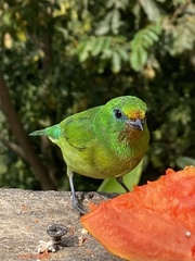 Chlorophonia cyanea