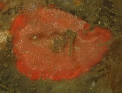 Gaudichaudius iphionelloides