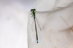 Ischnura verticalis