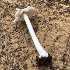 Amanita solaniolens