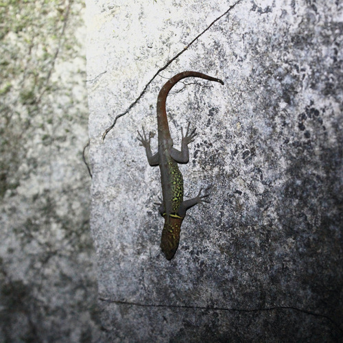 Brilliant Clawed Gecko, Gonatodes ceciliae