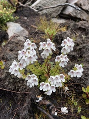 Euphrasia gibbsiae