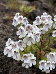 Euphrasia gibbsiae