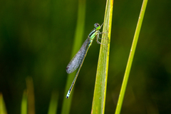 Ischnura verticalis