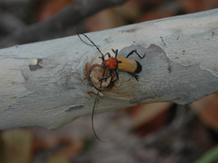 Purpuricenus laetus