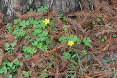 Oxalis dillenii