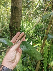 Aristolochia praevenosa