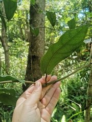 Aristolochia praevenosa