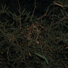 Corallus ruschenbergerii