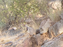 Petrogale xanthopus