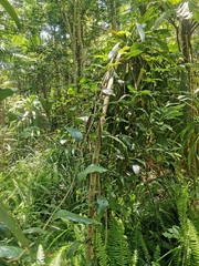 Aristolochia praevenosa