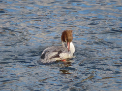 Mergus merganser