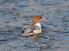 Mergus merganser