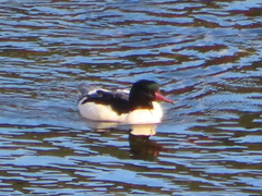 Mergus merganser