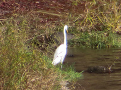 Ardea alba modesta