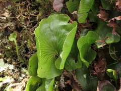 Hymenophyllum nephrophyllum