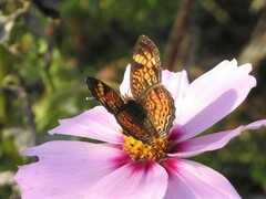 Phyciodes tharos
