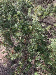 Kunzea ericoides