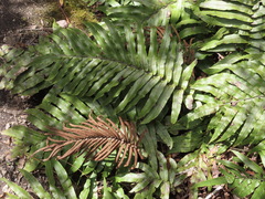 Blechnum montanum