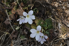 Primula deuteronana
