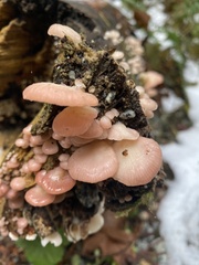 Scytinotus longinquus