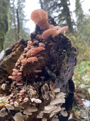 Scytinotus longinquus