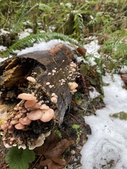 Scytinotus longinquus