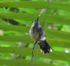 Phaeochroa