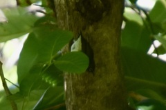 Zosterops lateralis lateralis