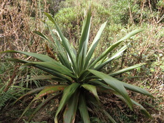 Cordyline indivisa