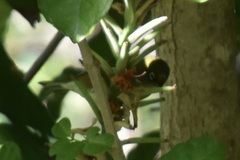 Zosterops lateralis lateralis