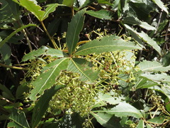Pseudopanax colensoi