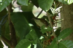 Zosterops lateralis lateralis