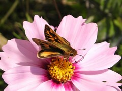 Hylephila phyleus