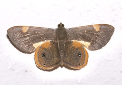 Opisthoxia