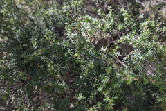 Kunzea robusta