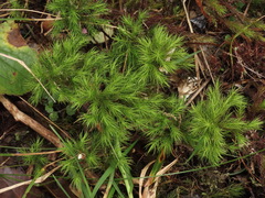 Dendroligotrichum tongariroense