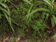 Dendroligotrichum tongariroense