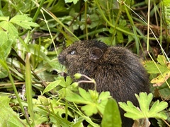 Rattus lutreola