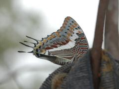 Charaxes saturnus saturnus