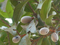 Beilschmiedia dalzellii