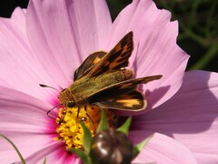 Hylephila phyleus
