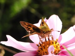 Hylephila phyleus