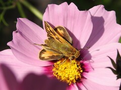 Hylephila phyleus