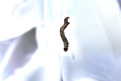 Pholodes sinistraria