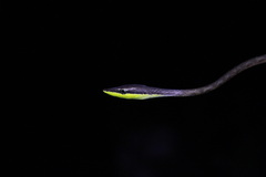 Oxybelis rutherfordi