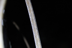 Oxybelis rutherfordi