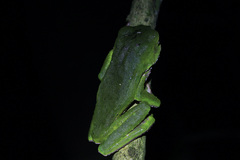 Phyllomedusa trinitatis