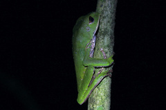 Phyllomedusa trinitatis