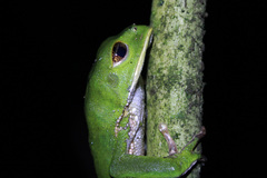 Phyllomedusa trinitatis